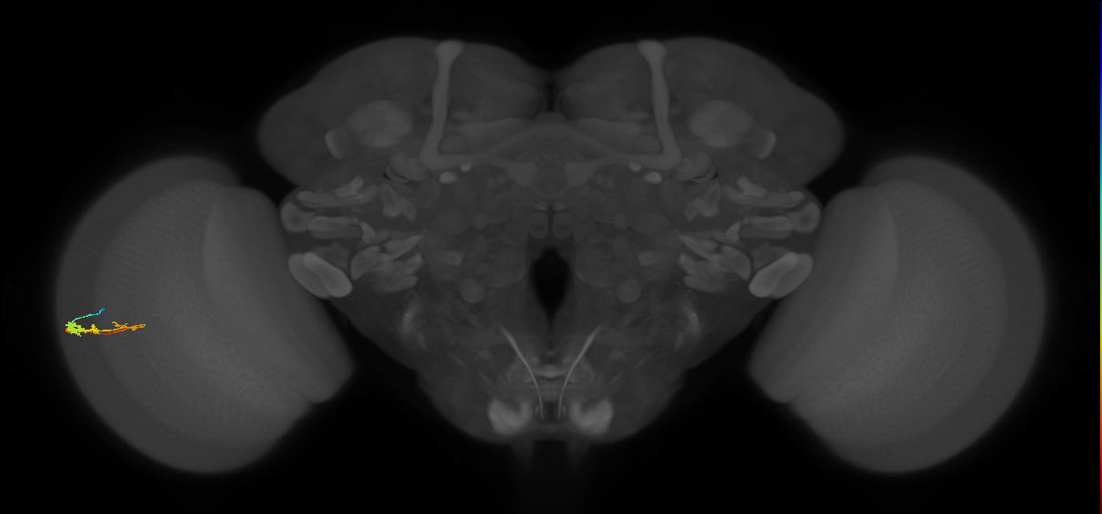 C3_L (MaleCNS:543122)