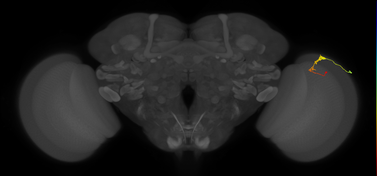 C3_R (MaleCNS:60503)