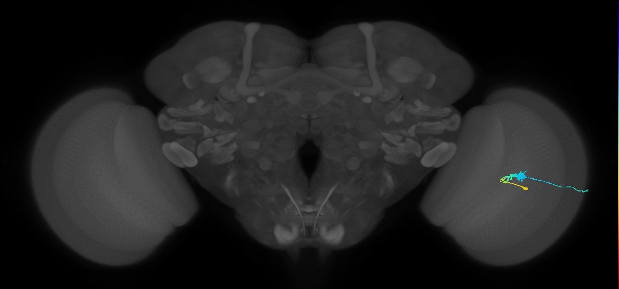 C3_R (MaleCNS:50976)