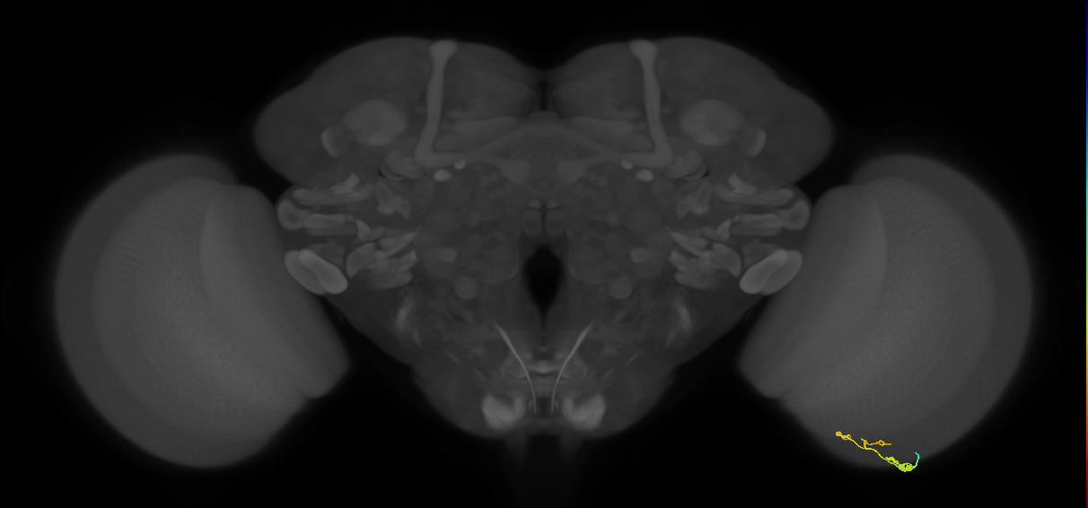 C3_R (MaleCNS:93665)