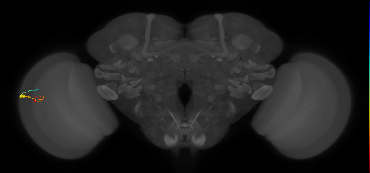 C3_L (MaleCNS:65204)