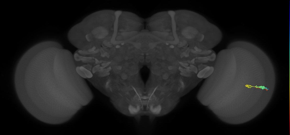 C3_R (MaleCNS:51034)