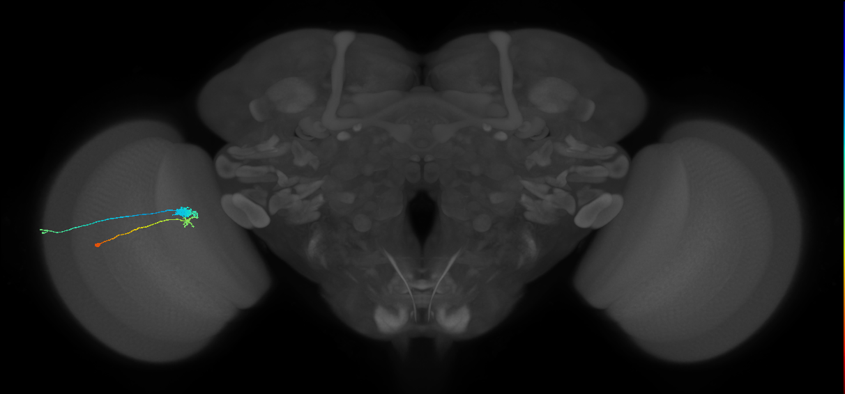 C3_L (MaleCNS:107004)