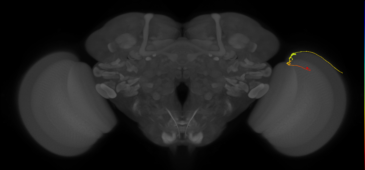 C3_R (MaleCNS:89892)