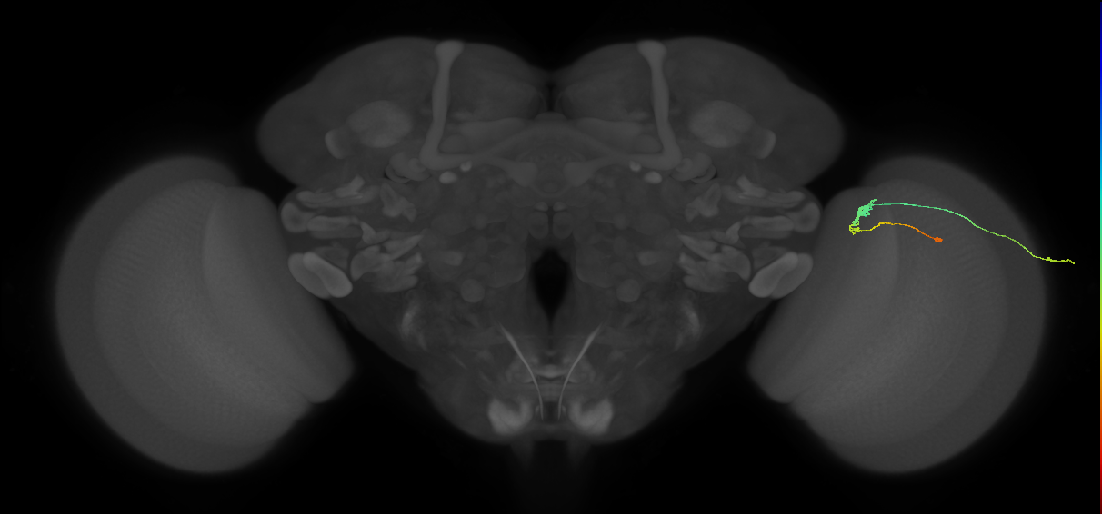 C3_R (MaleCNS:71465)