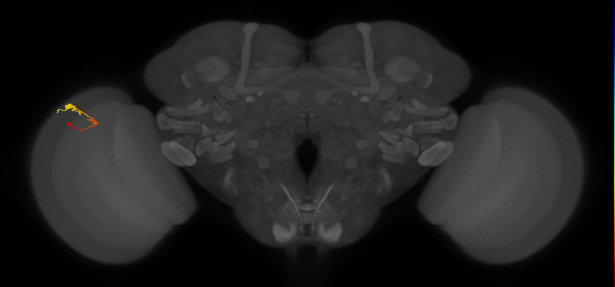 C3_L (MaleCNS:64966)