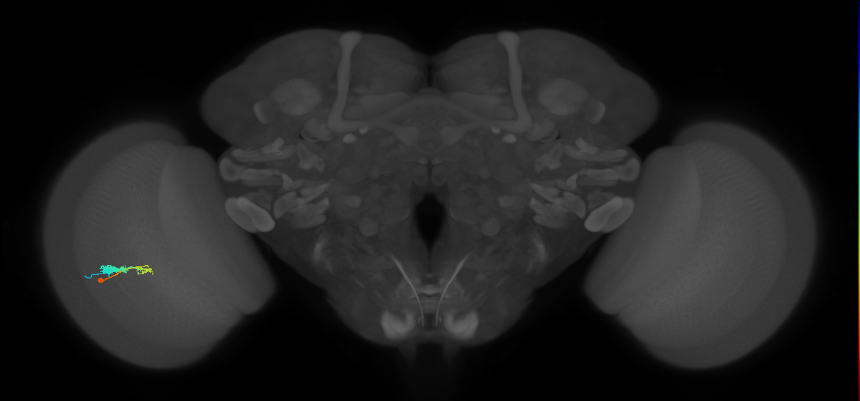 C3_L (MaleCNS:543528)