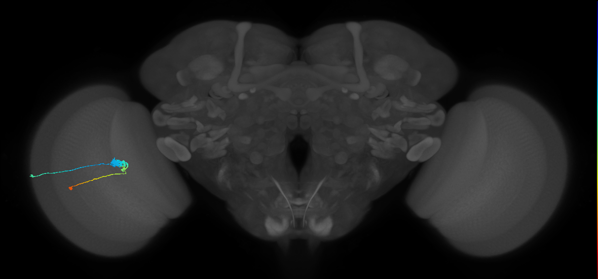 C3_L (MaleCNS:51085)