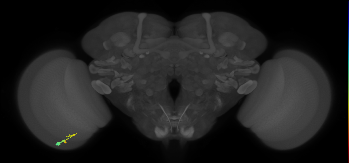 C3_L (MaleCNS:44405)