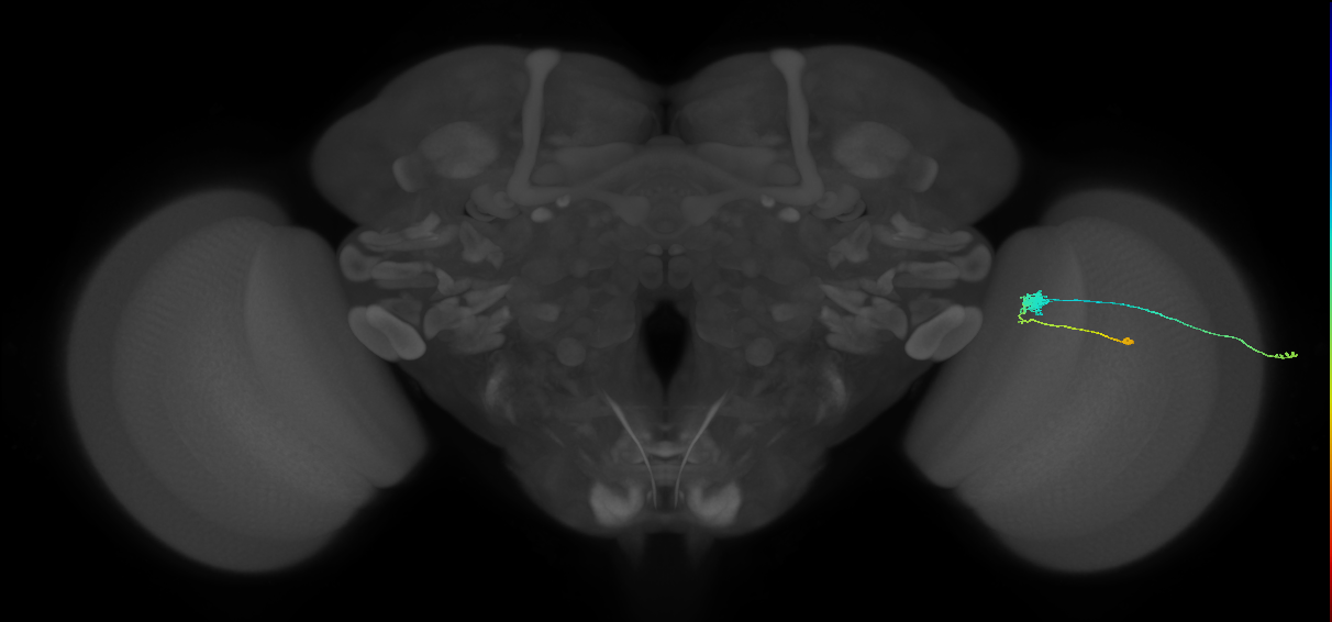 C3_R (MaleCNS:60550)