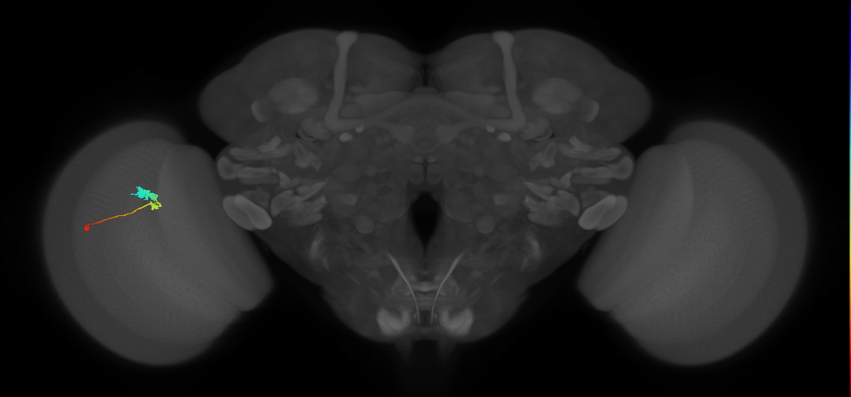 C3_L (MaleCNS:57127)