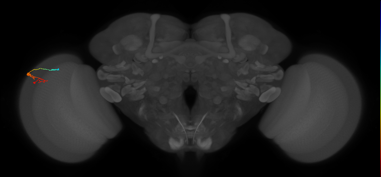C3_L (MaleCNS:92665)
