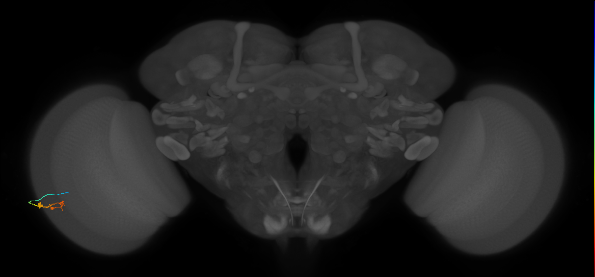 C3_L (MaleCNS:113230)