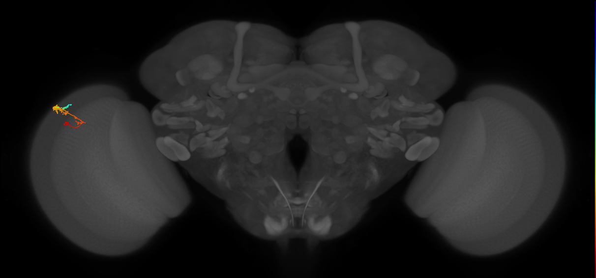 C3_L (MaleCNS:37970)