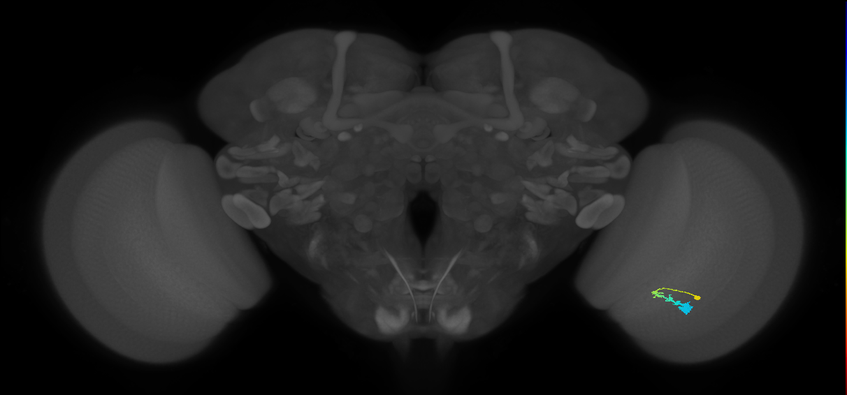 C3_R (MaleCNS:62170)