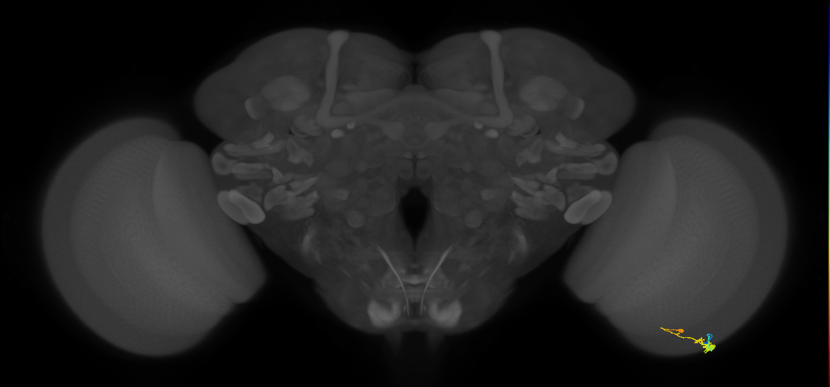 C3_R (MaleCNS:75350)