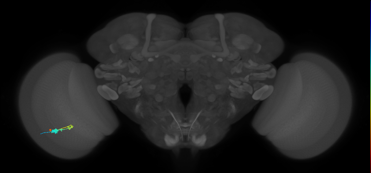 C3_L (MaleCNS:65356)