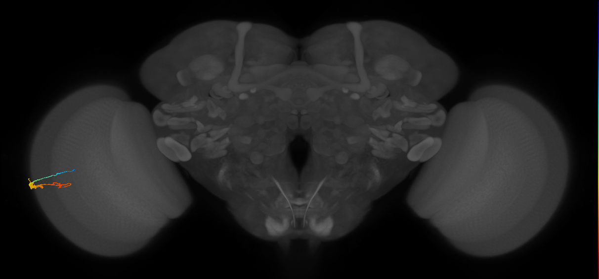 C3_L (MaleCNS:133383)