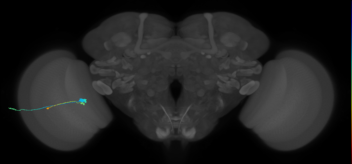 C3_L (MaleCNS:52818)