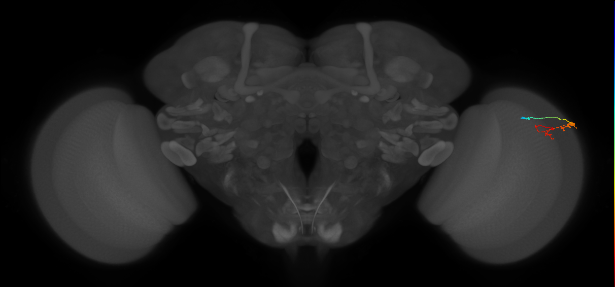 C3_R (MaleCNS:64347)