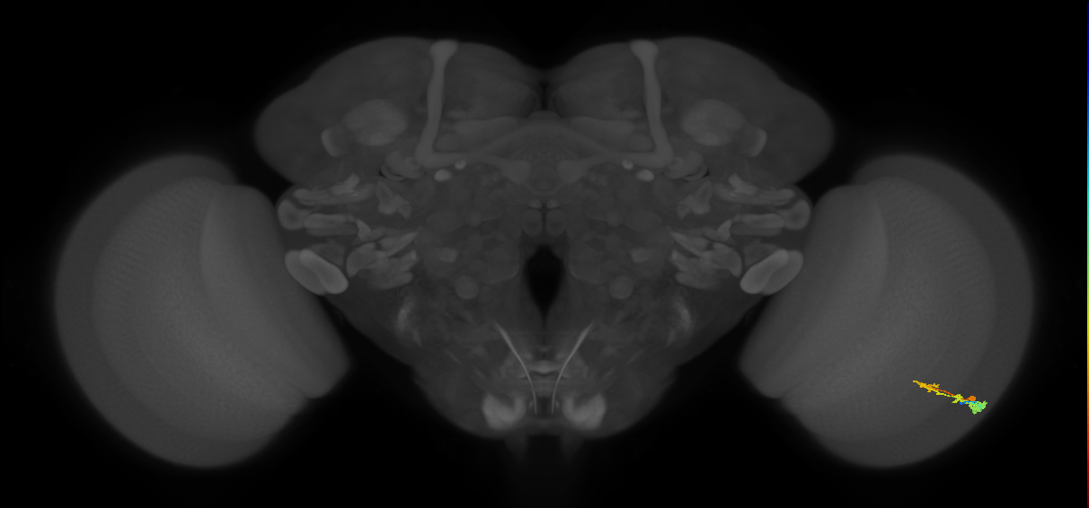 C3_R (MaleCNS:53491)