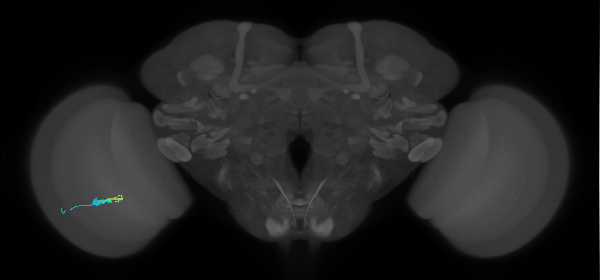 C3_L (MaleCNS:544822)