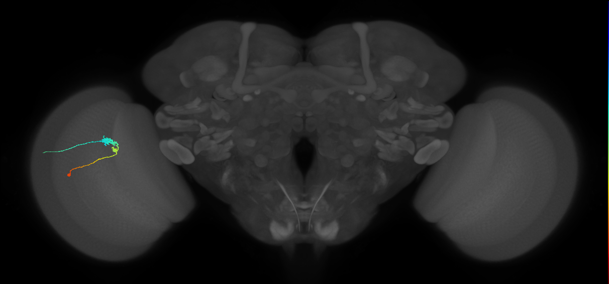 C3_L (MaleCNS:31511)