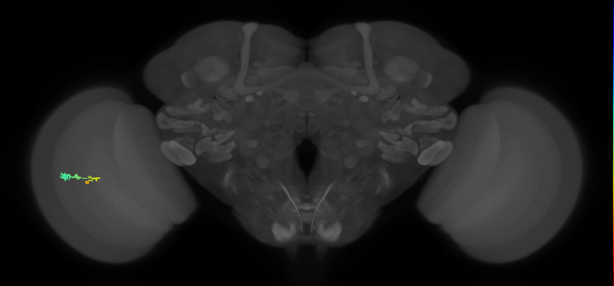 C3_L (MaleCNS:546149)