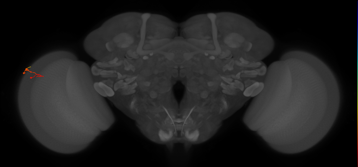 C3_L (MaleCNS:180450)