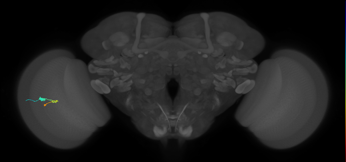 C3_L (MaleCNS:38605)