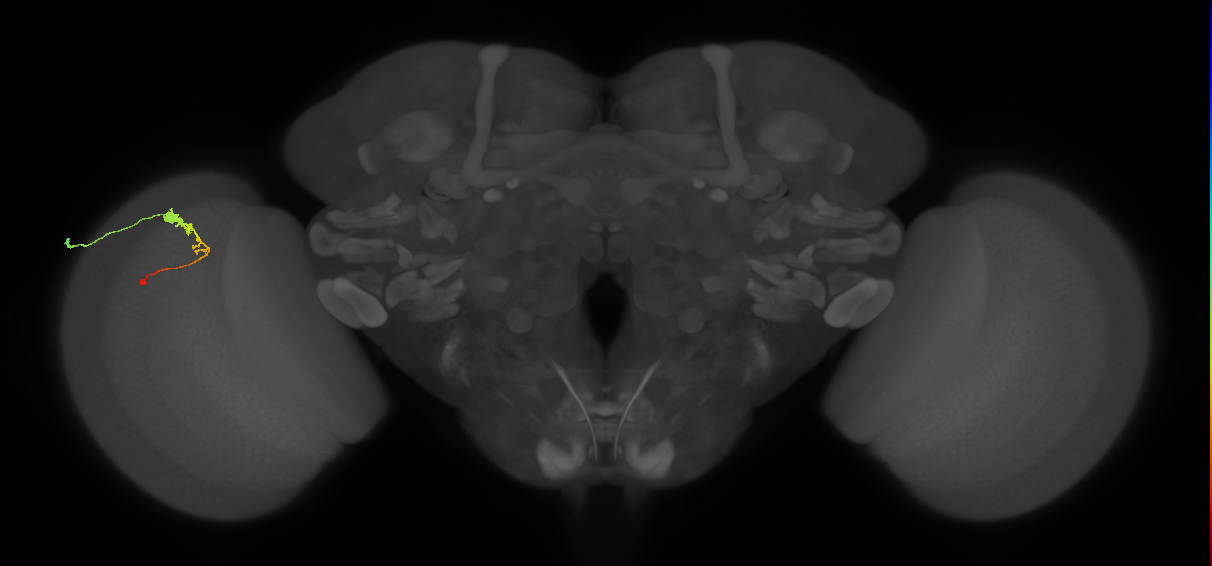 C3_L (MaleCNS:49461)