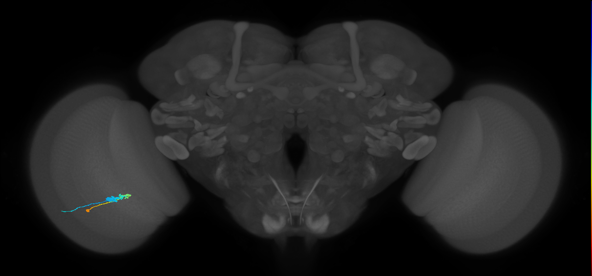 C3_L (MaleCNS:65094)