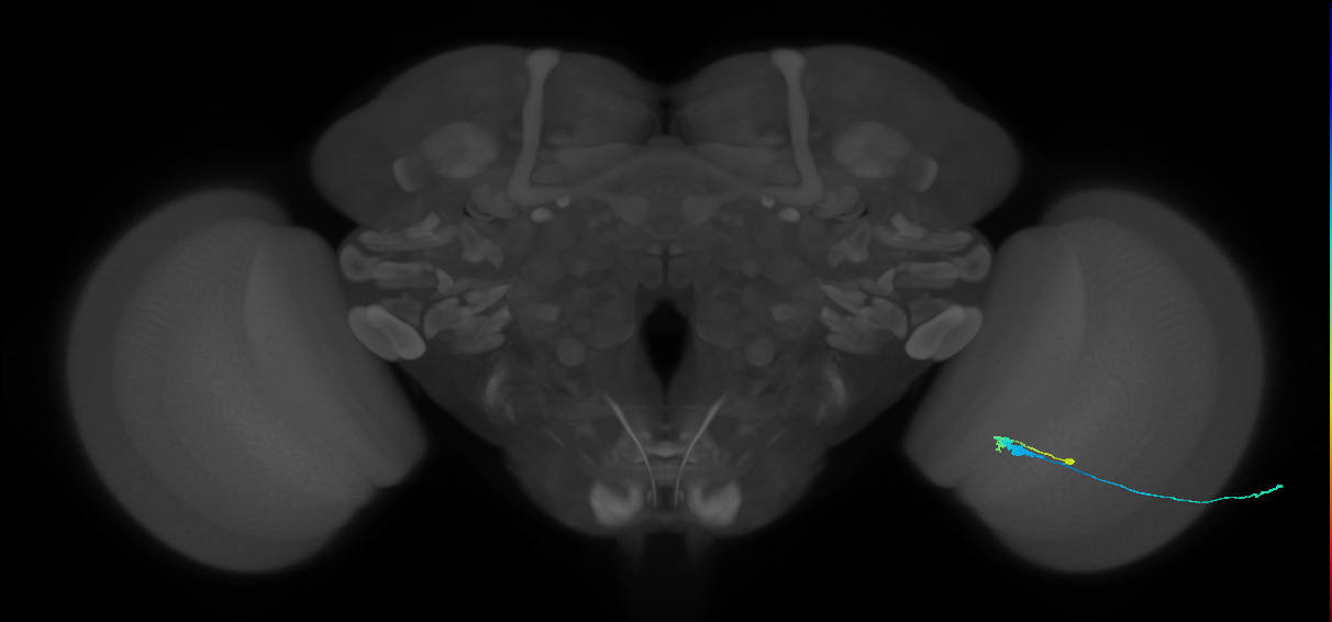 C3_R (MaleCNS:58297)