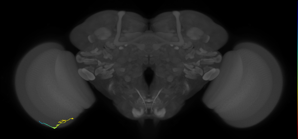C3_L (MaleCNS:139829)