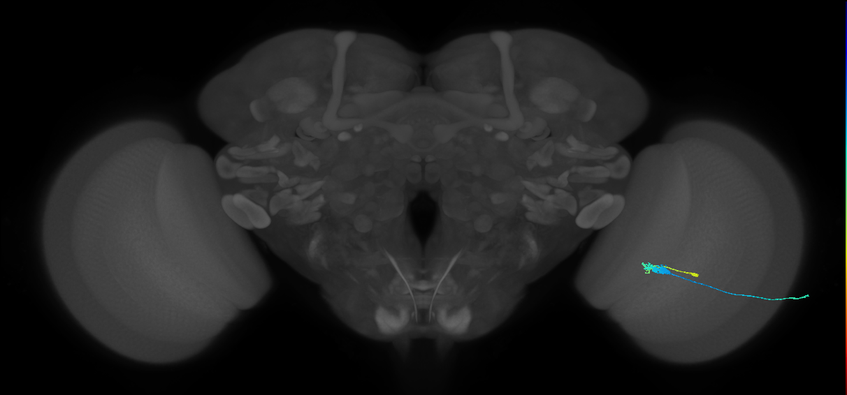 C3_R (MaleCNS:63484)