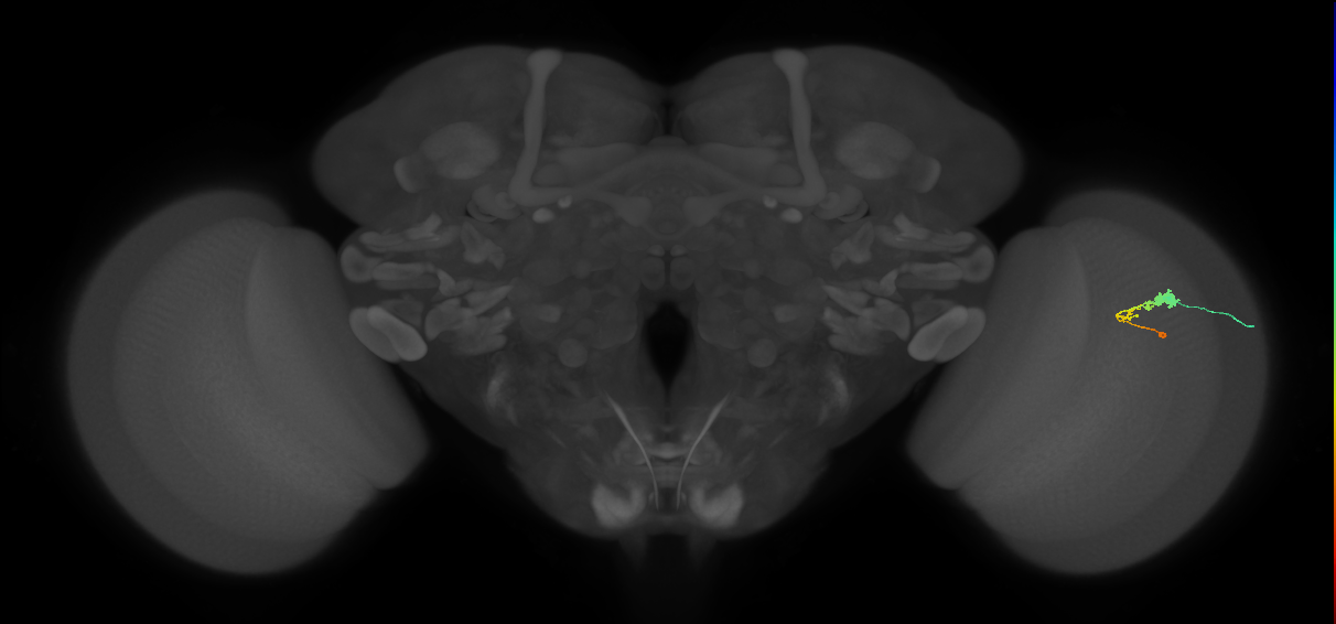 C3_R (MaleCNS:66363)