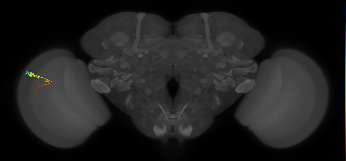 C3_L (MaleCNS:14144)