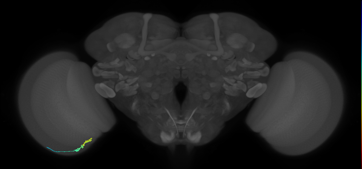 C3_L (MaleCNS:81676)