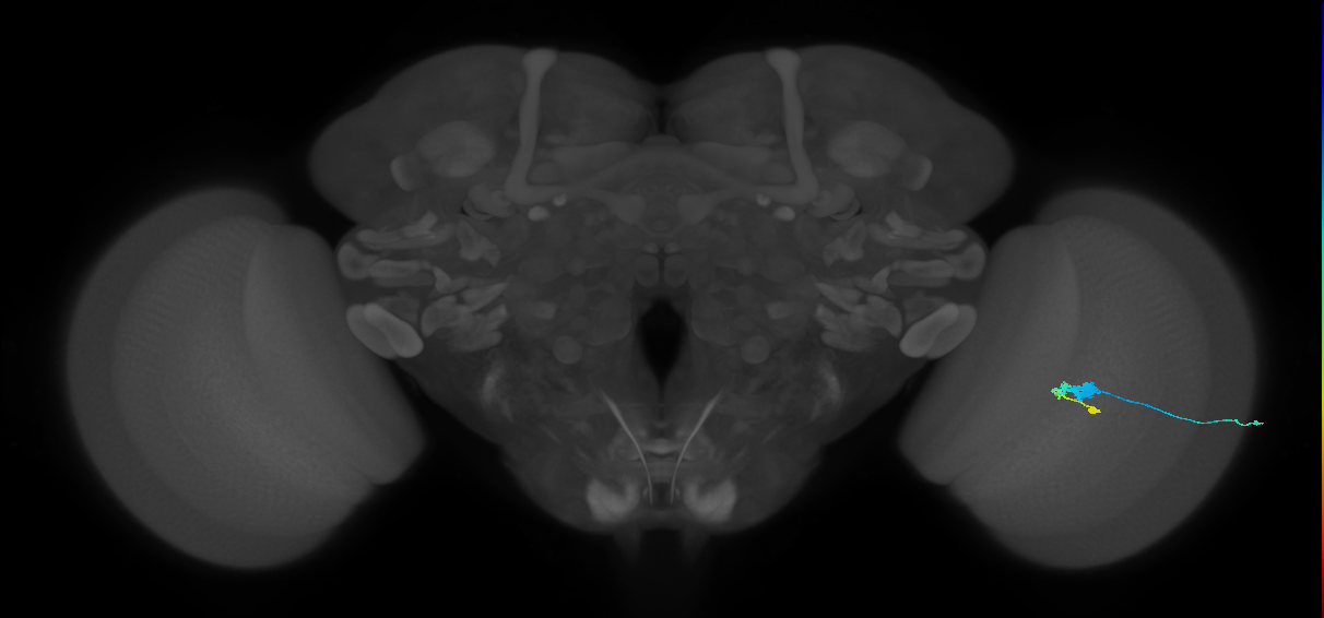 C3_R (MaleCNS:54336)
