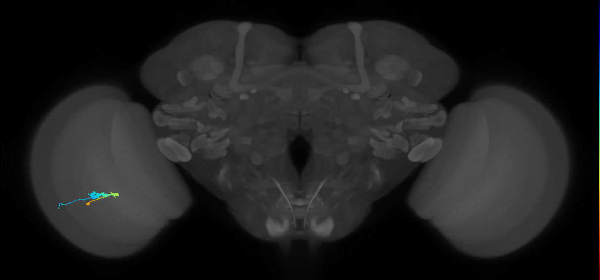 C3_L (MaleCNS:46672)