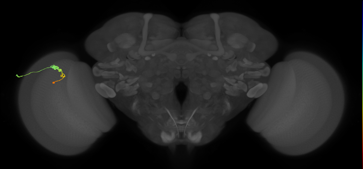 C3_L (MaleCNS:79346)