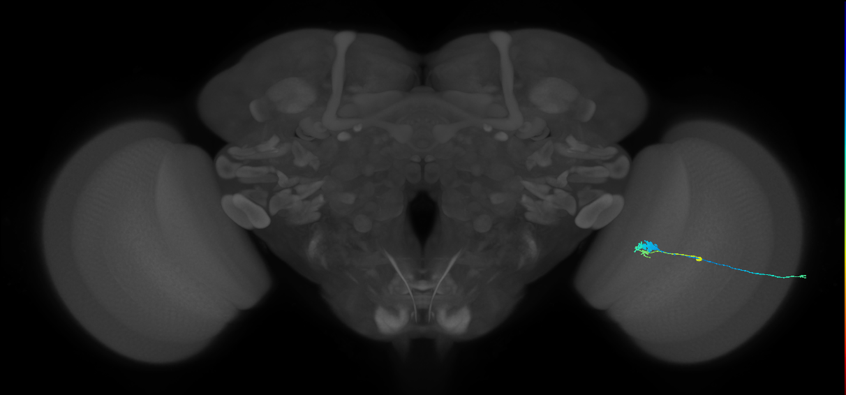 C3_R (MaleCNS:58666)