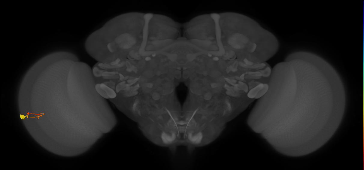 C3_L (MaleCNS:110526)