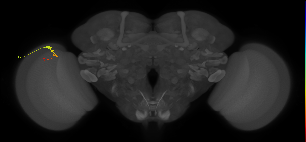 C3_L (MaleCNS:52764)