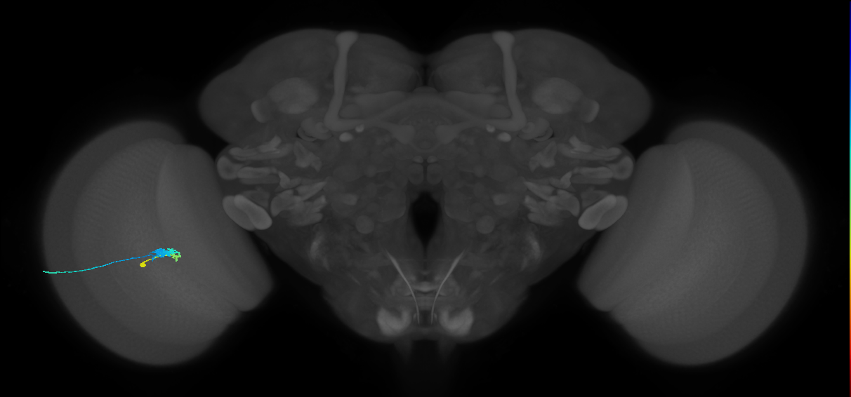 C3_L (MaleCNS:534825)