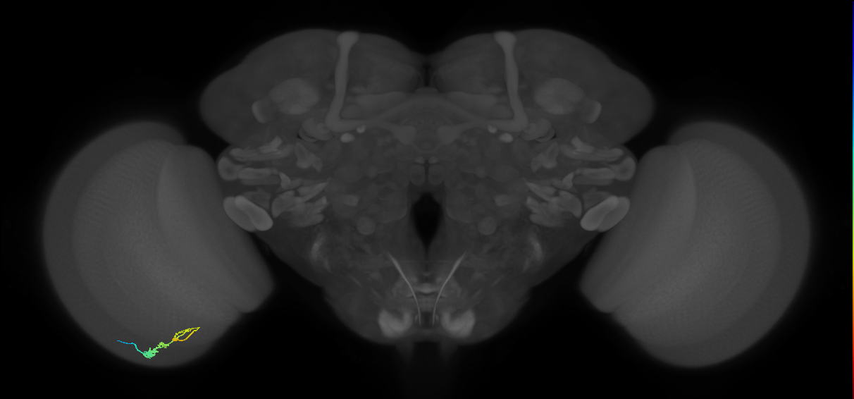 C3_L (MaleCNS:73640)