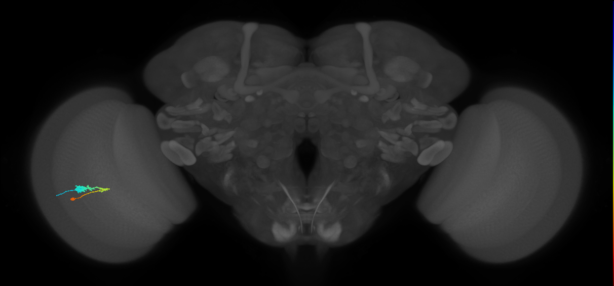 C3_L (MaleCNS:57544)