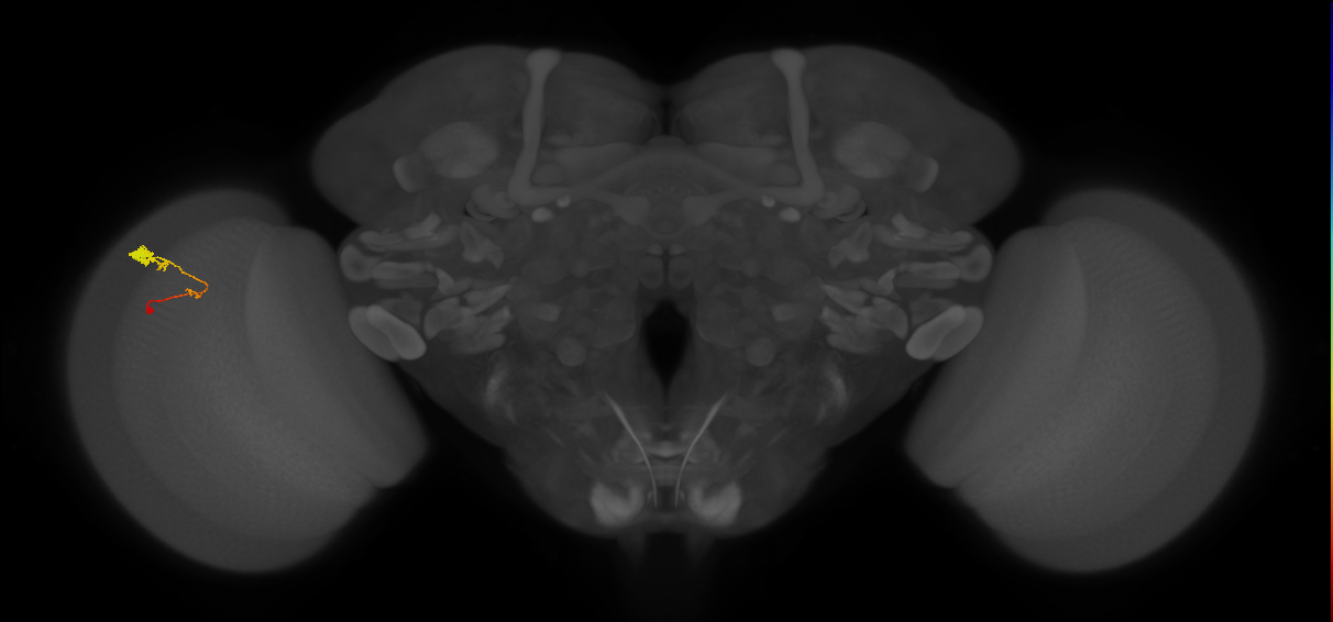C3_L (MaleCNS:67737)