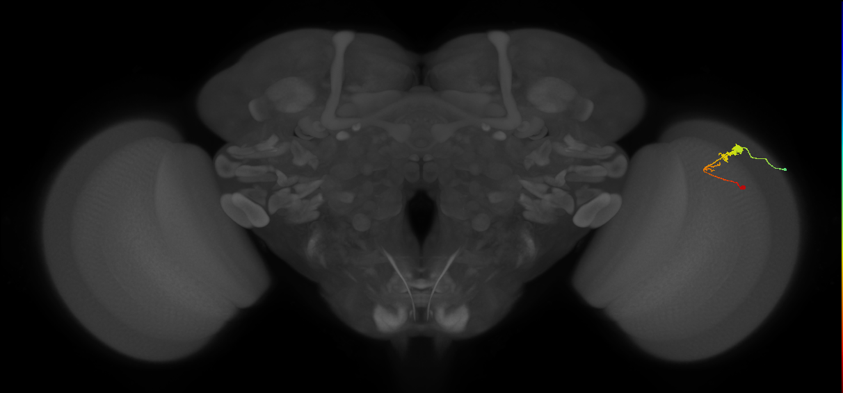 C3_R (MaleCNS:66065)