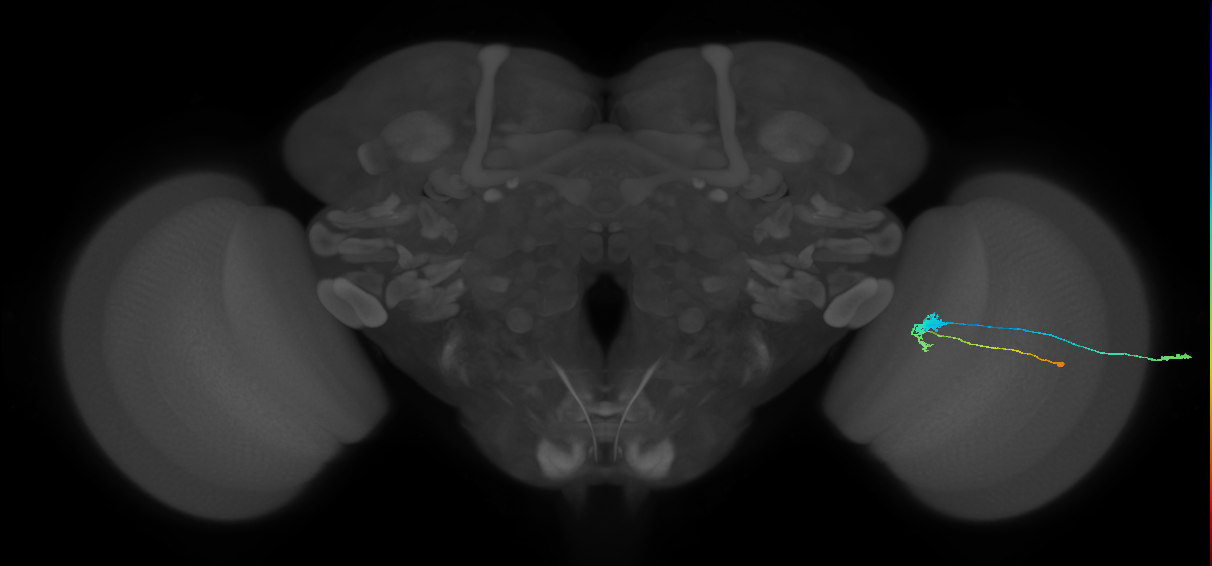 C3_R (MaleCNS:49316)